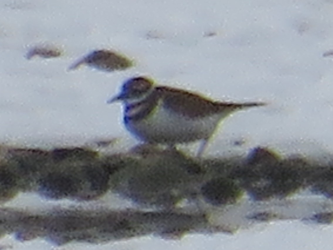 kulík rezavoocasý - ML645615850