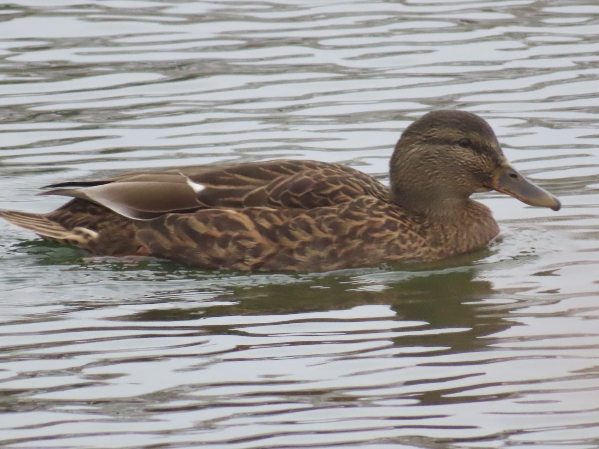 Mallard x American Black Duck (hybrid) - ML645615851