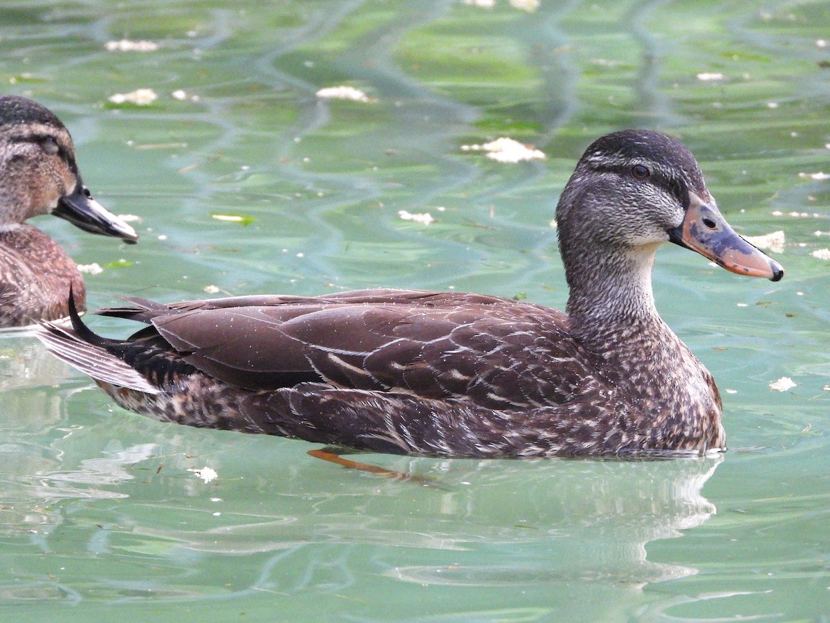 Ánade Azulón - ML645615852