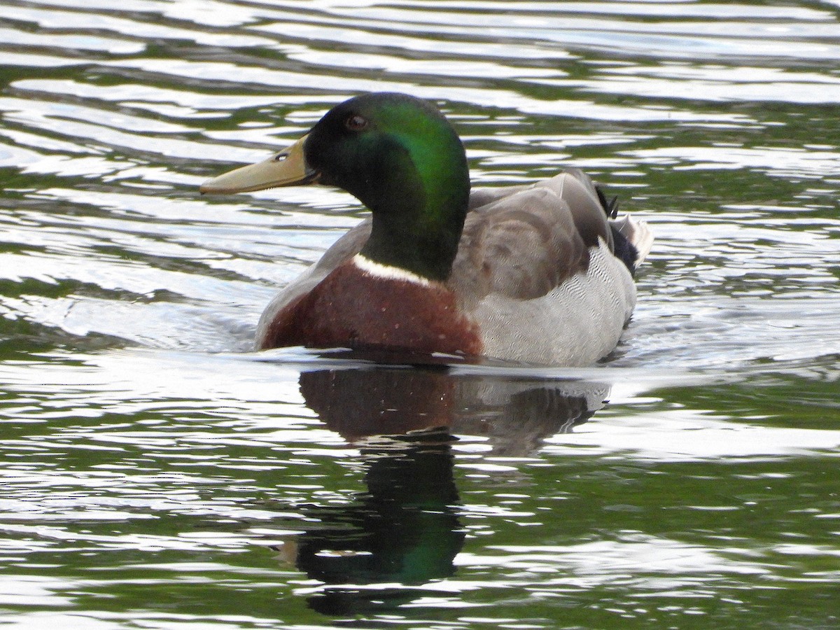 Ánade Azulón - ML645615853