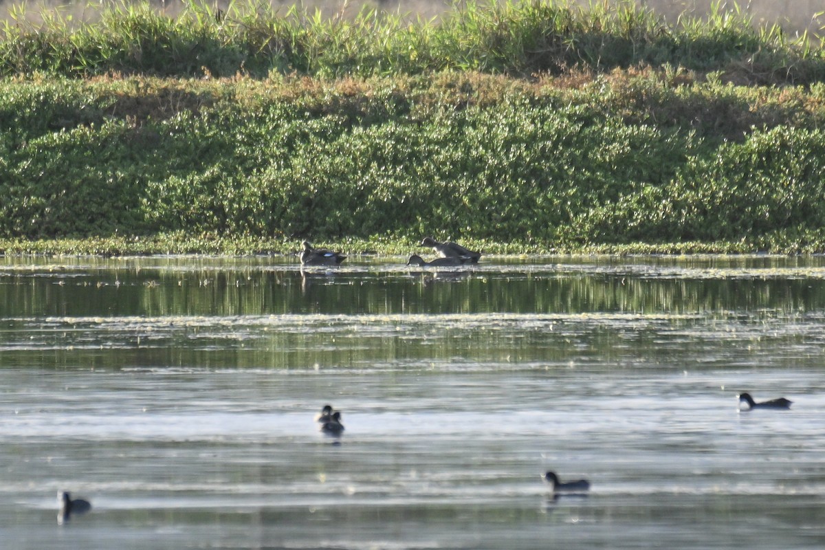 Gadwall - ML645615854