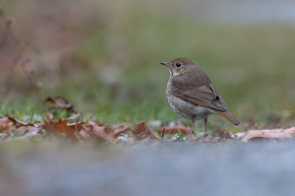 Zorzalito Colirrufo - ML645615855