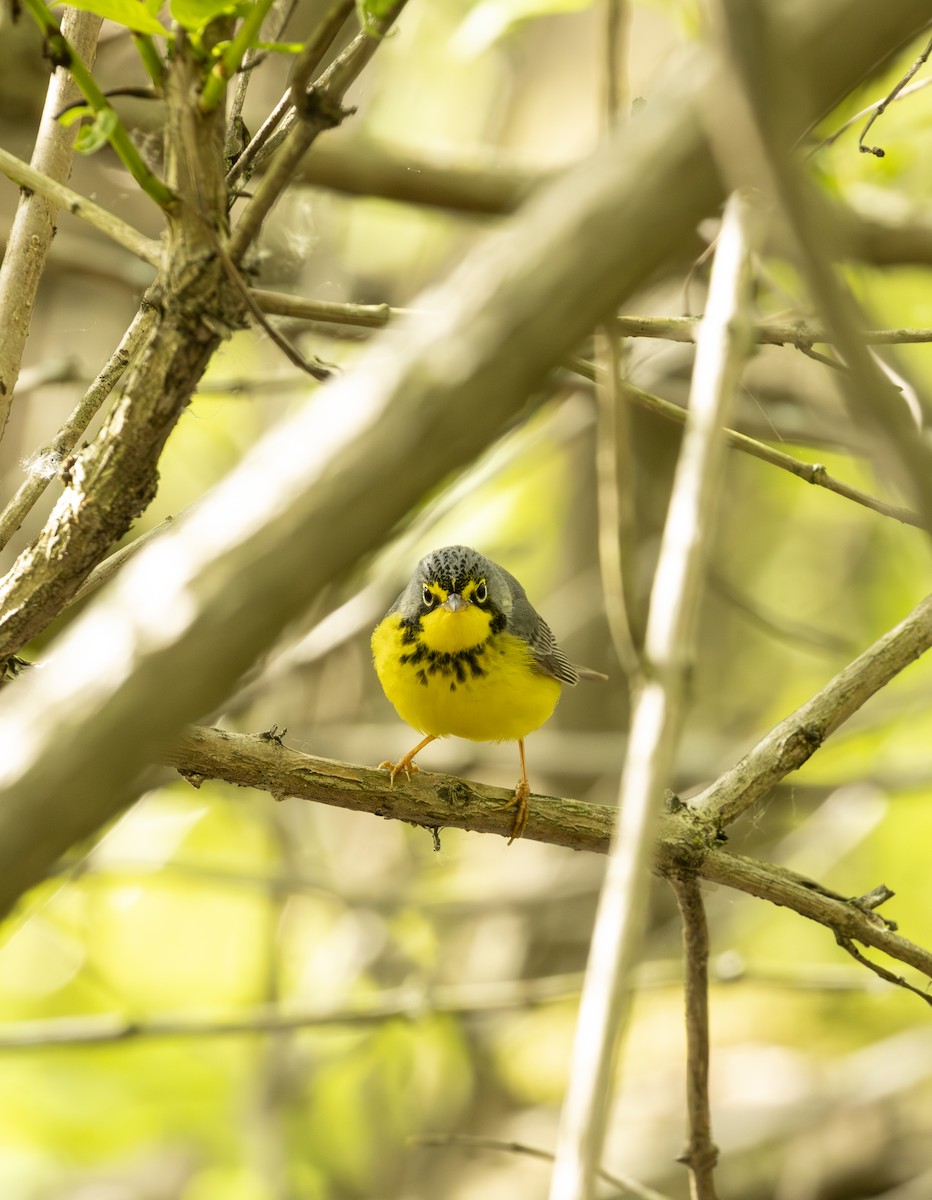 Reinita Canadiense - ML645615858