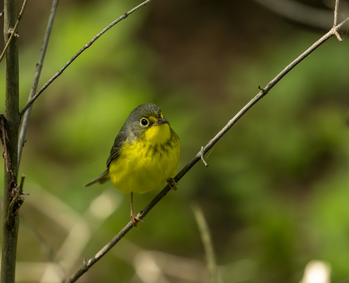 Reinita Canadiense - ML645615859