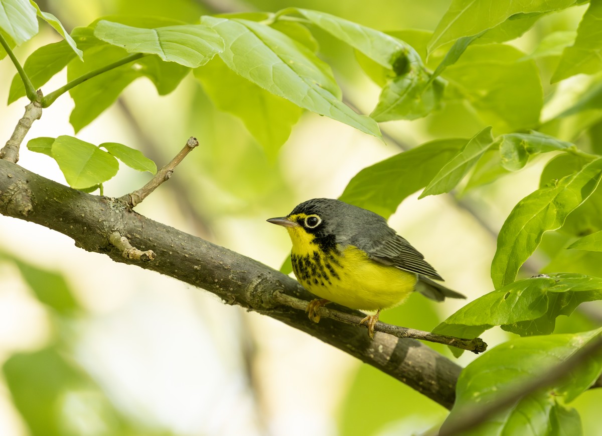 Reinita Canadiense - ML645615860