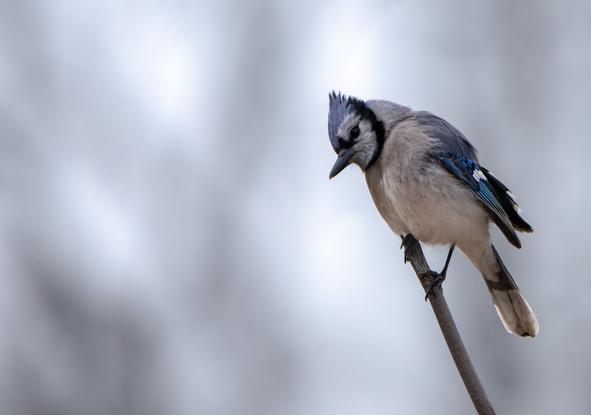 Chara Azul - ML645615861