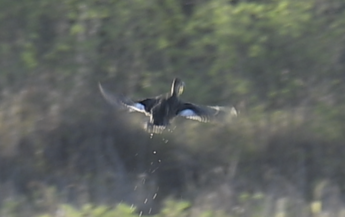 Gadwall - ML645615862