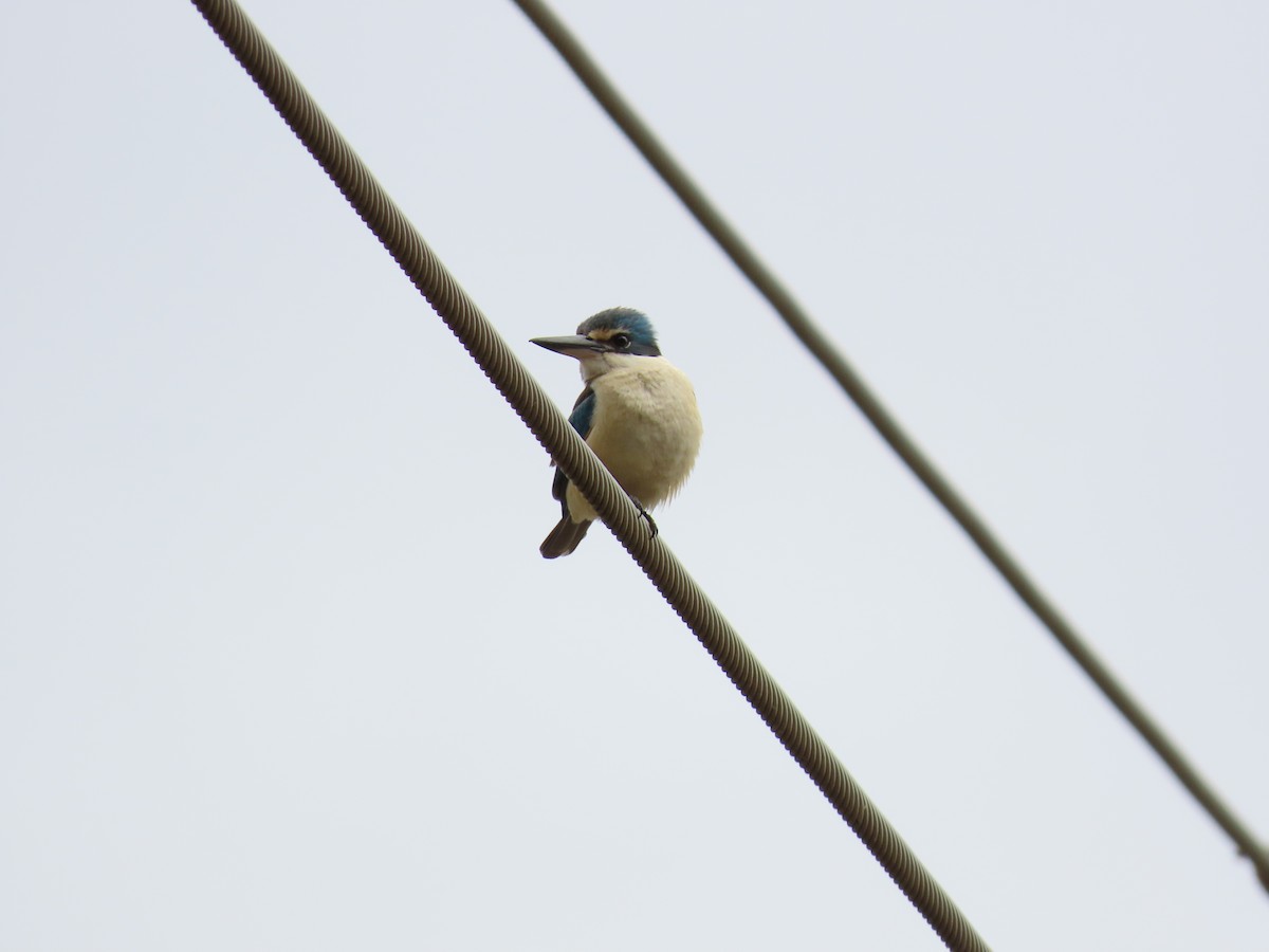 Alción Sagrado - ML645615863