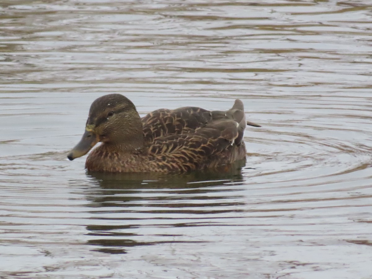 Mallard x American Black Duck (hybrid) - ML645615865