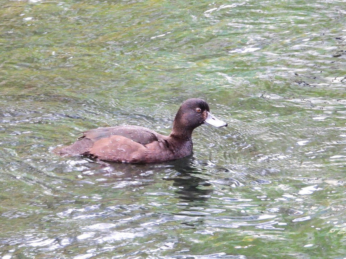 Porrón Maorí - ML645615867