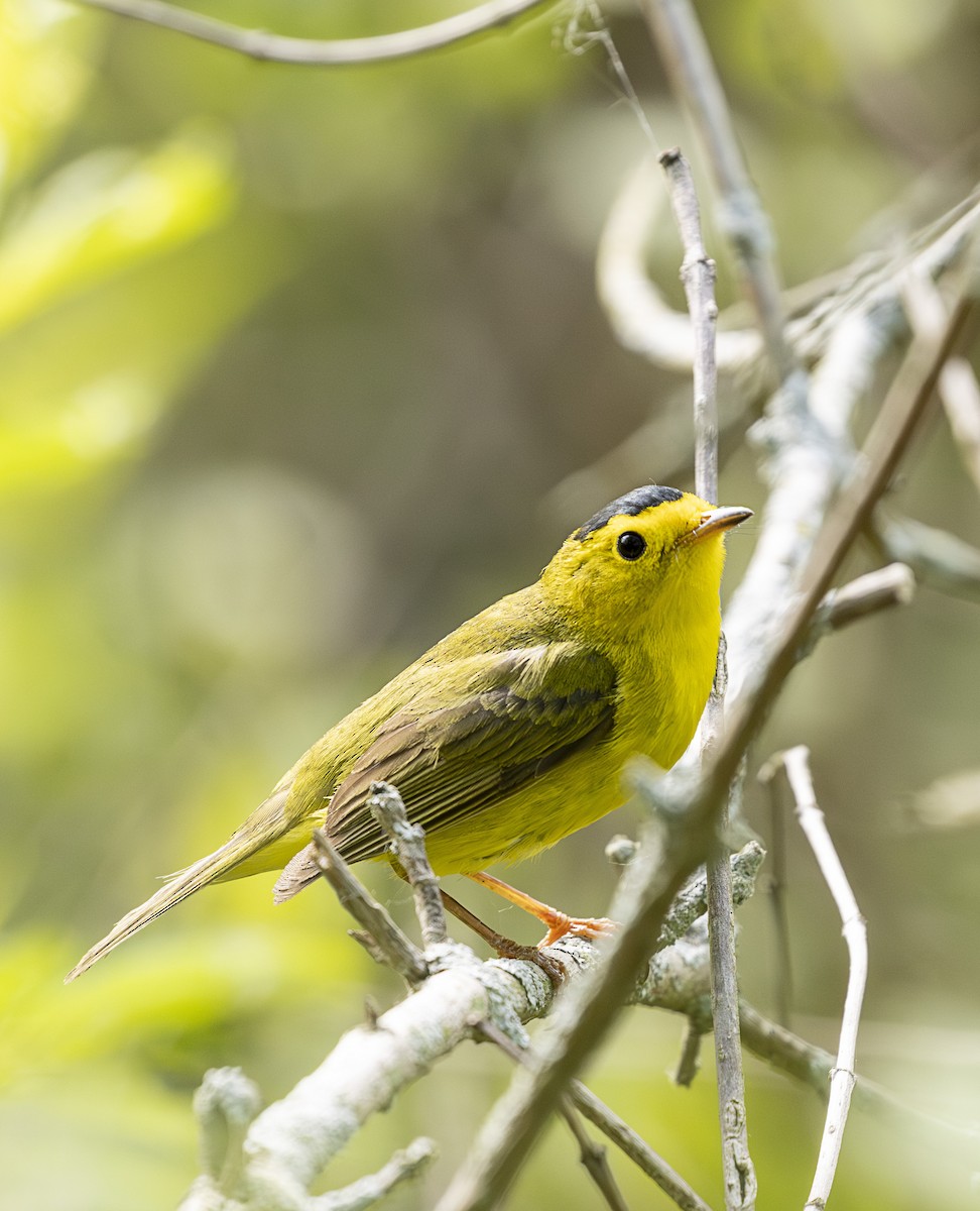 Reinita de Wilson - ML645615869