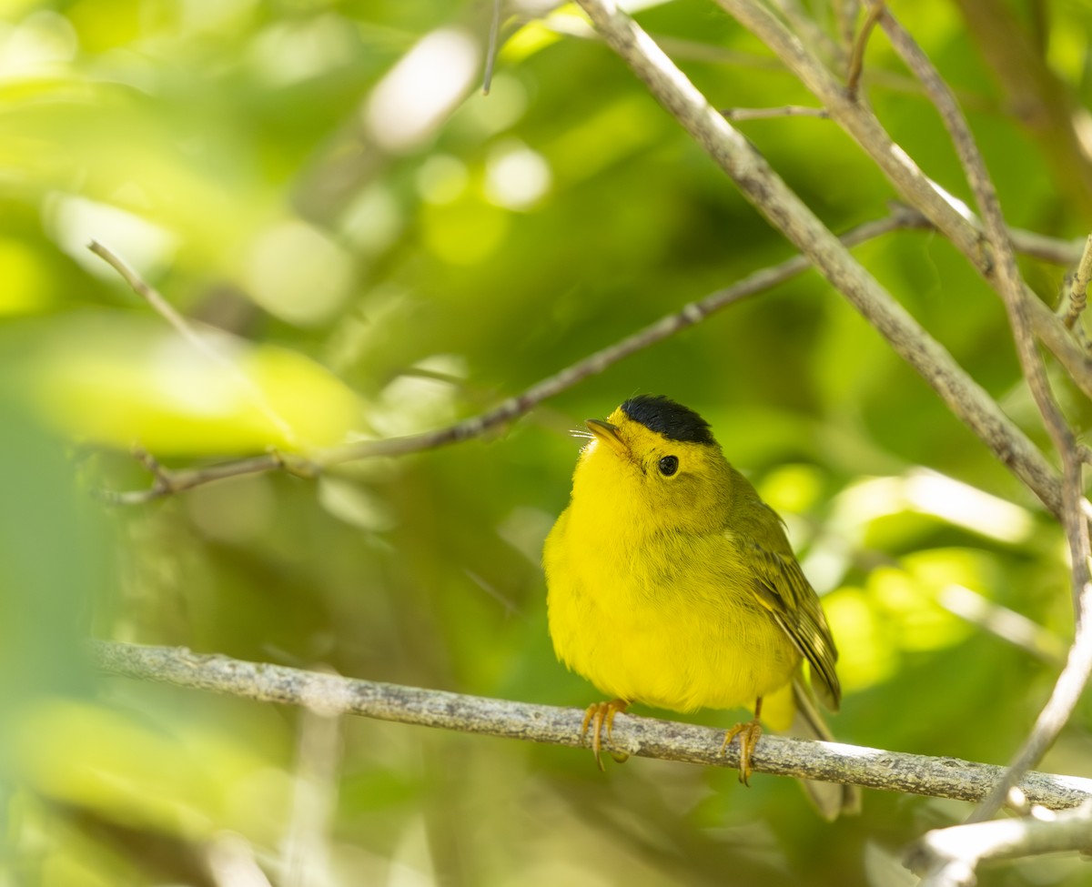 Reinita de Wilson - ML645615870