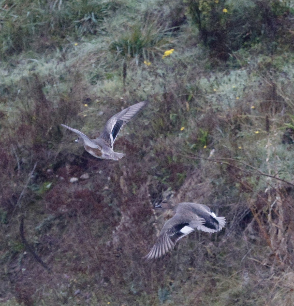 Ánade Friso - ML645615871