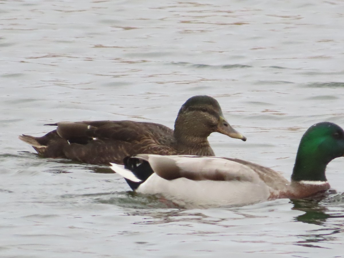Mallard x American Black Duck (hybrid) - ML645615872