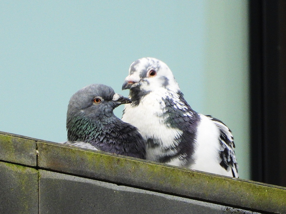 Paloma Bravía (variedad doméstica) - ML645615874