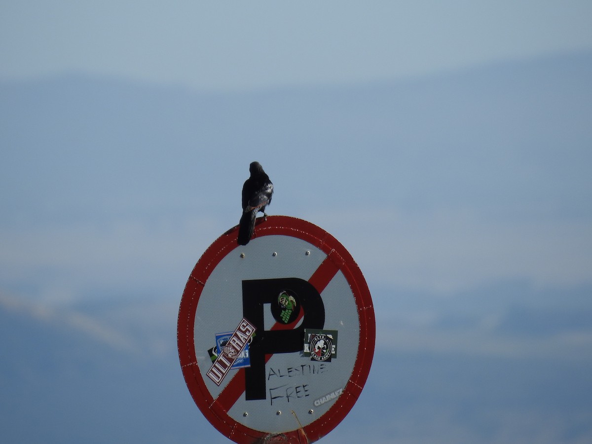 Estornino Alirrojo - ML645615875