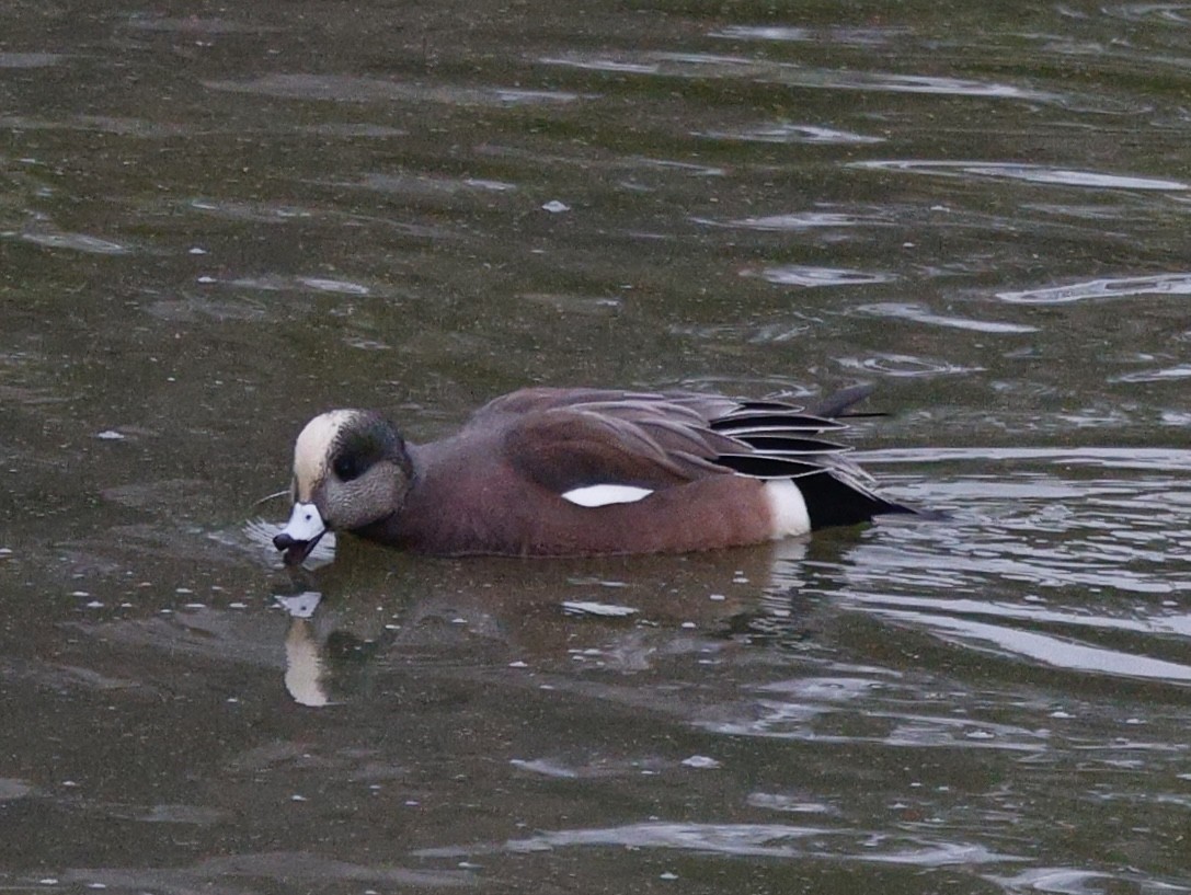 Silbón Americano - ML645615878