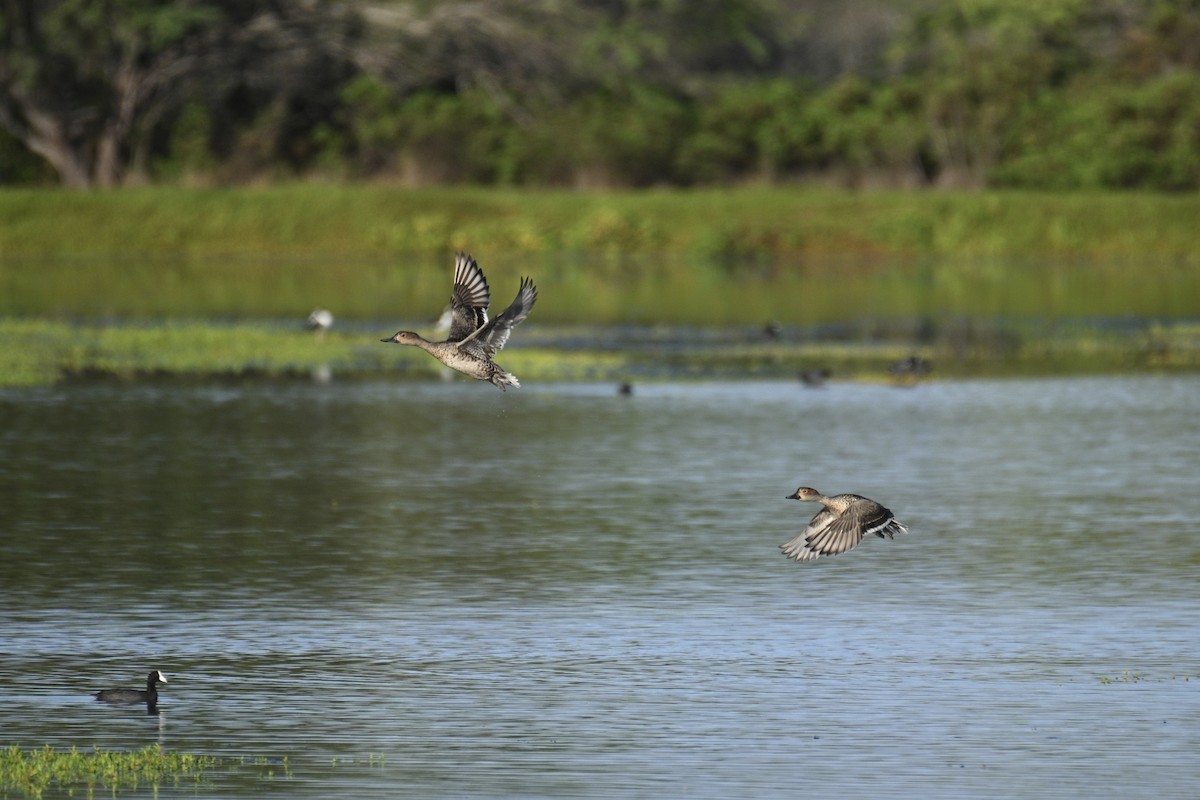 Northern Pintail - ML645615879