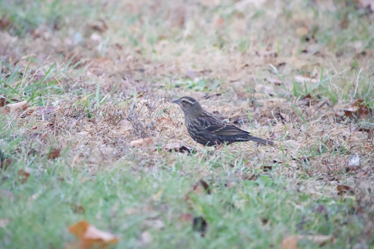 ハゴロモガラス - ML645615880