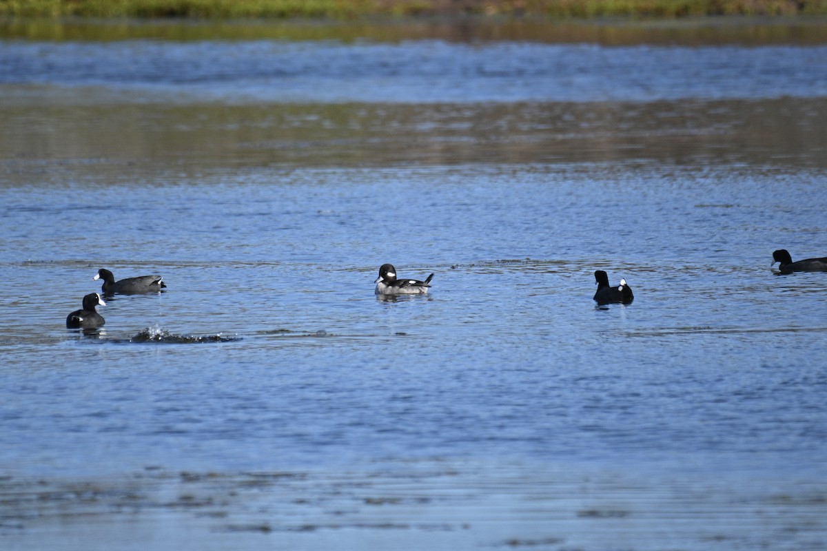 Bufflehead - ML645615884