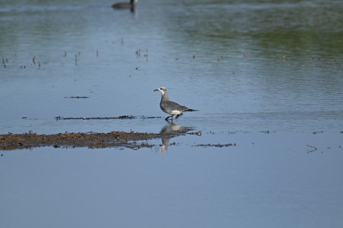 Laughing Gull - ML645615895