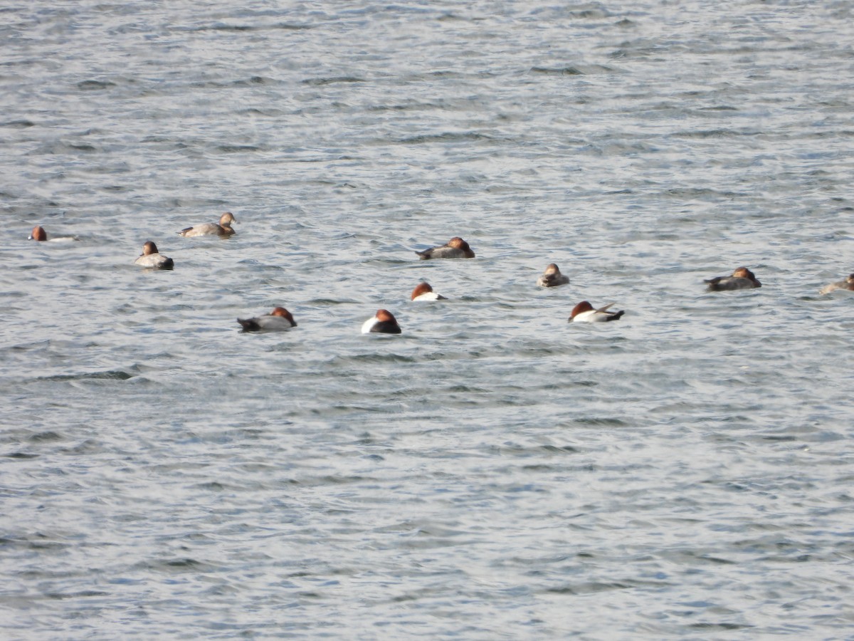 Common Pochard - ML645615913