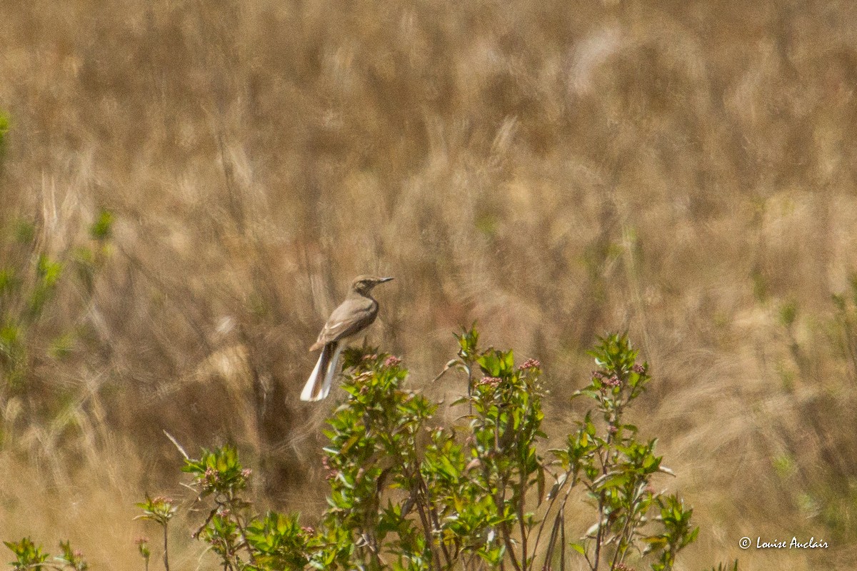 Горный гаучо - ML645615925