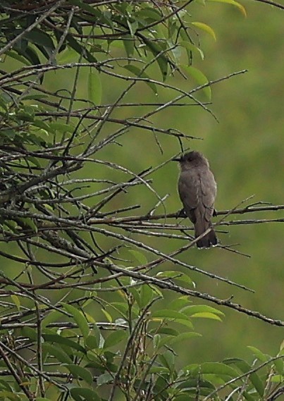 Пепельная пиайя - ML645615926