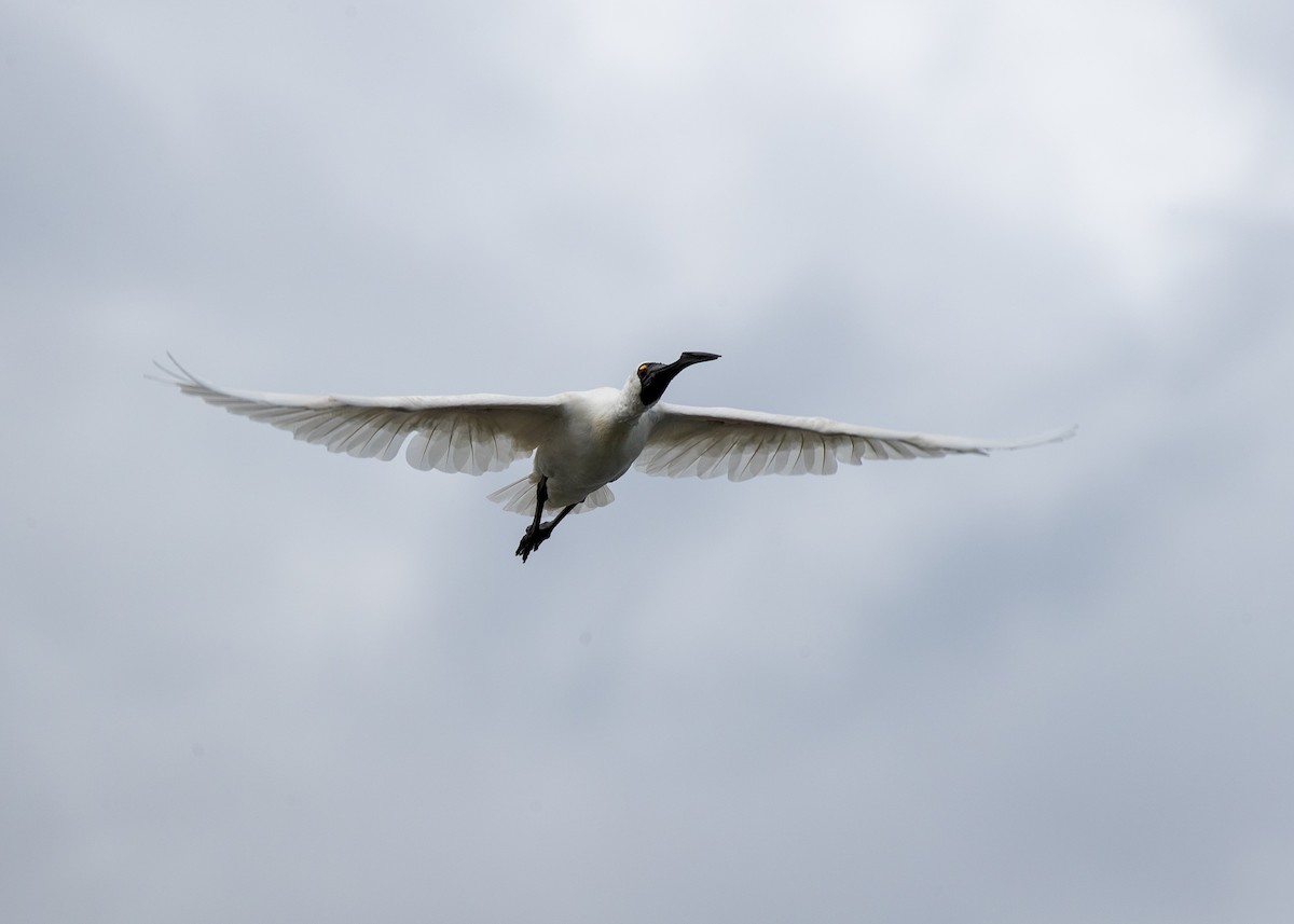 Royal Spoonbill - ML645615946