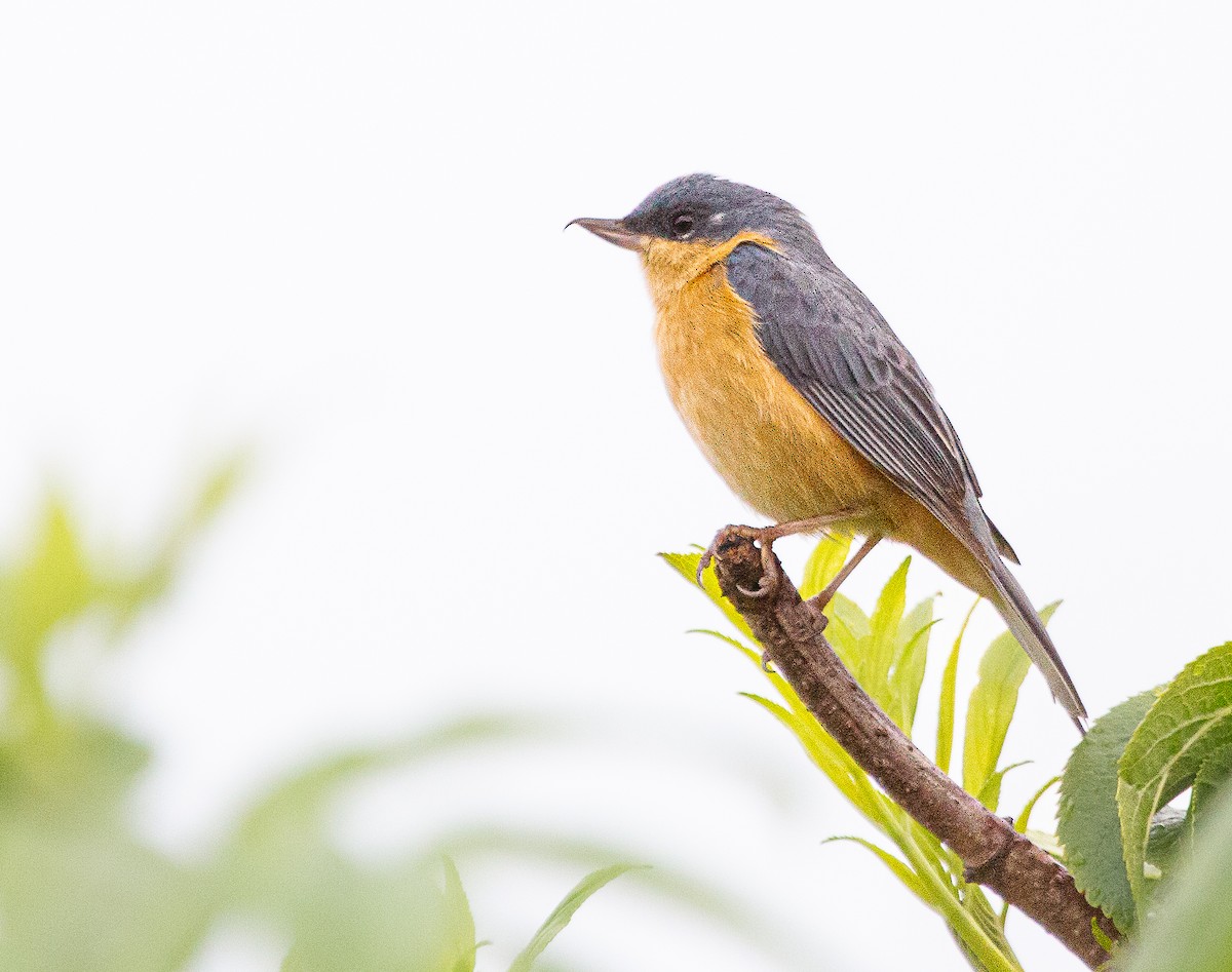 Rusty Flowerpiercer - ML645615969