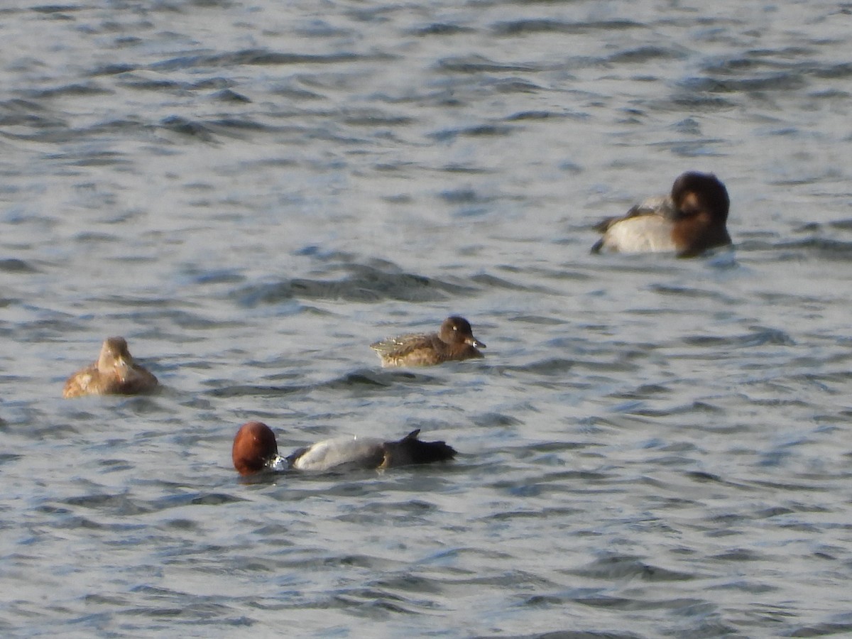 Зээрд нугас - ML645615989