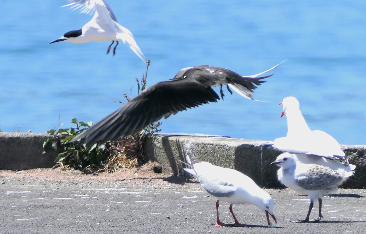 Sooty Tern - ML645615990