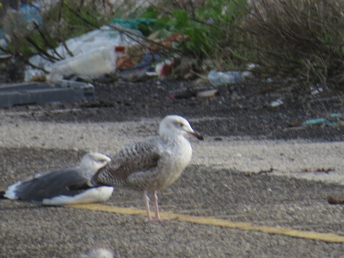 European Herring Gull - ML645615992