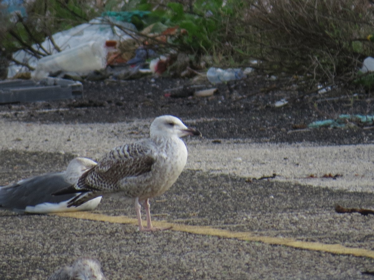 European Herring Gull - ML645615993