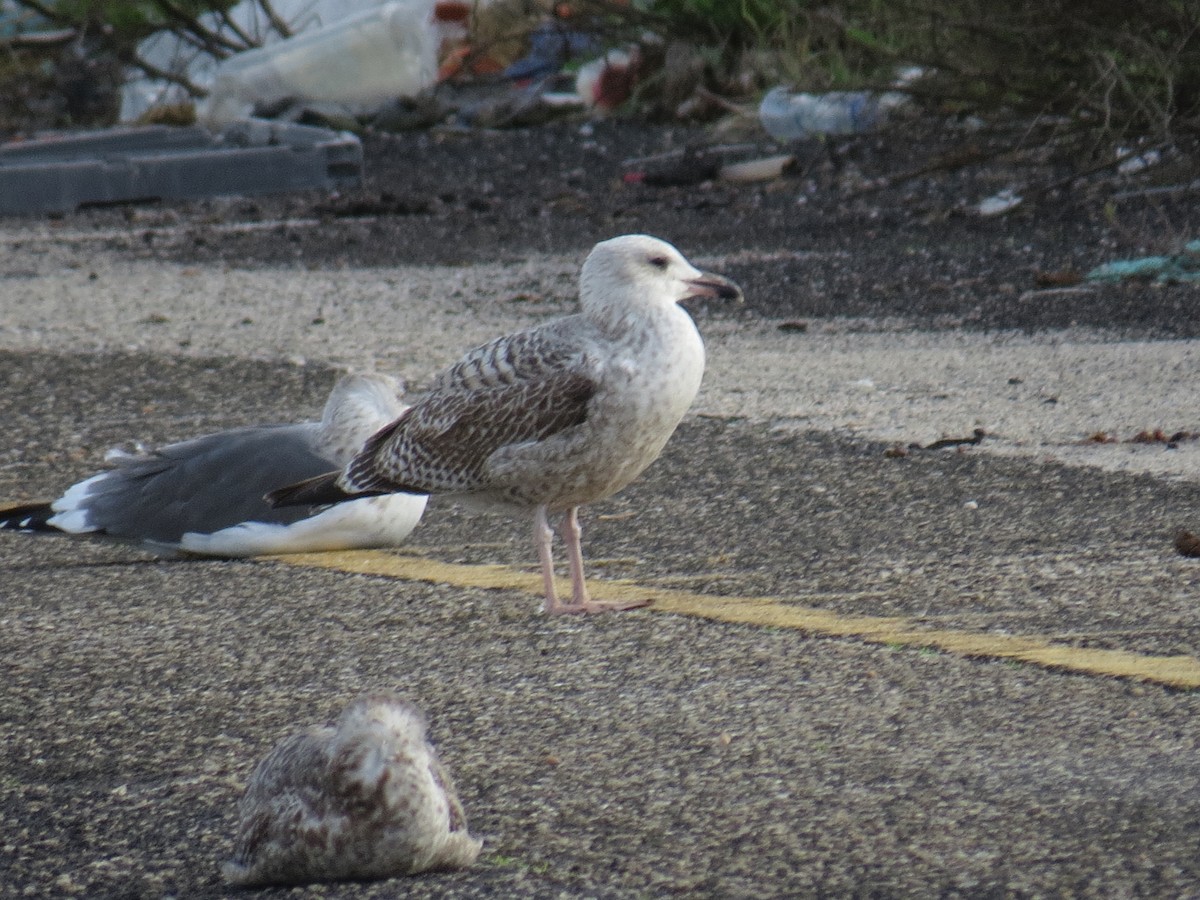 European Herring Gull - ML645615994