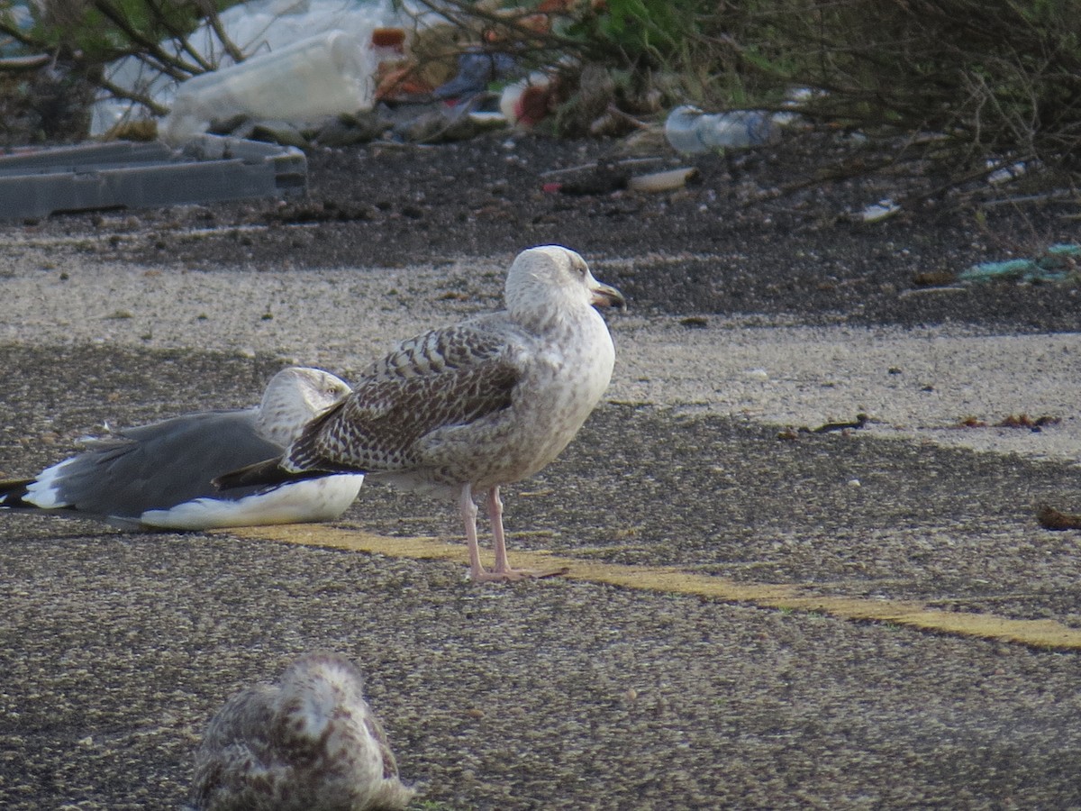 European Herring Gull - ML645615995