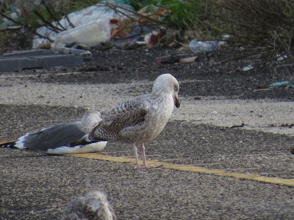 European Herring Gull - ML645615996