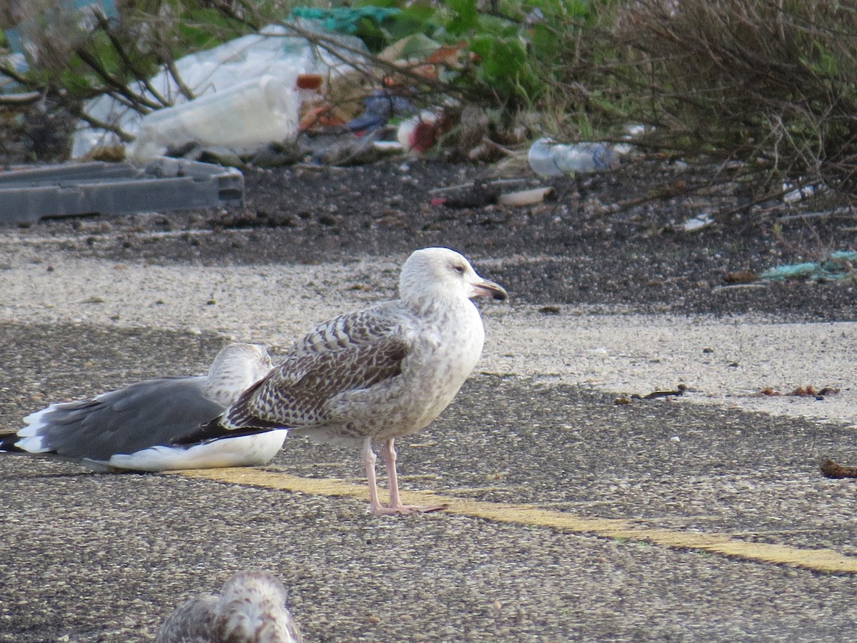 European Herring Gull - ML645615997