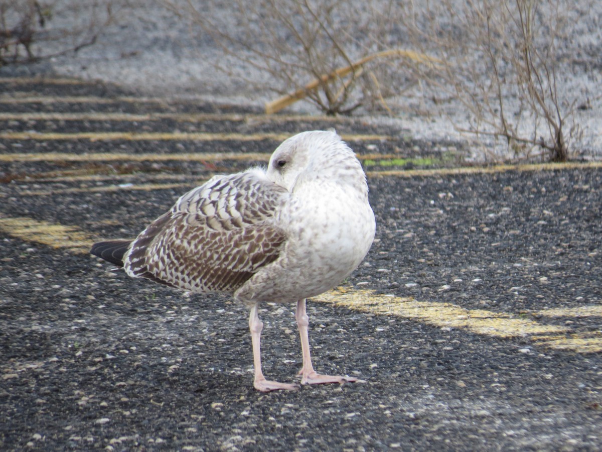European Herring Gull - ML645615998