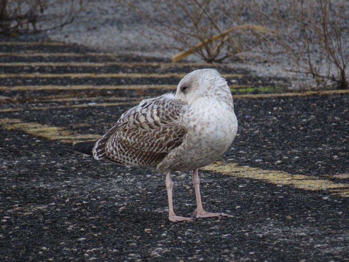 European Herring Gull - ML645615999