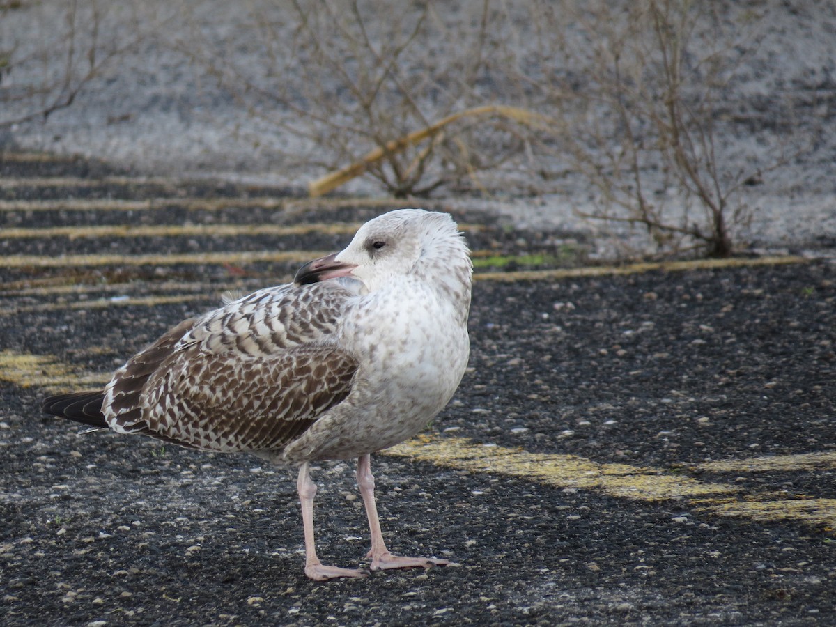 European Herring Gull - ML645616000