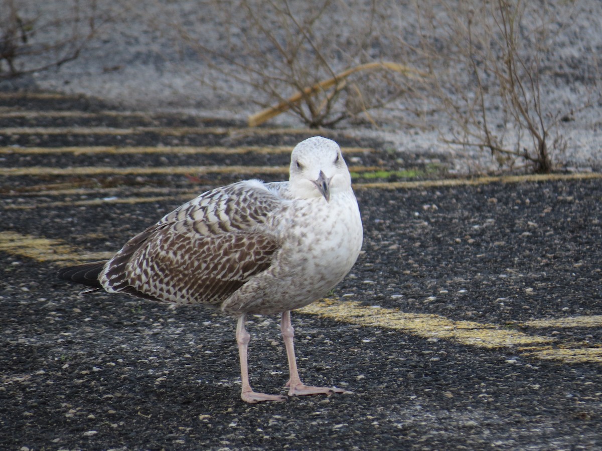 European Herring Gull - ML645616001