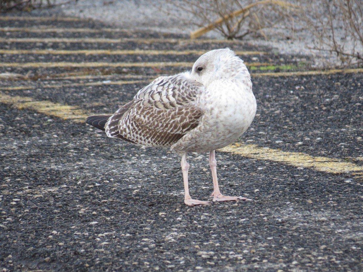 European Herring Gull - ML645616003