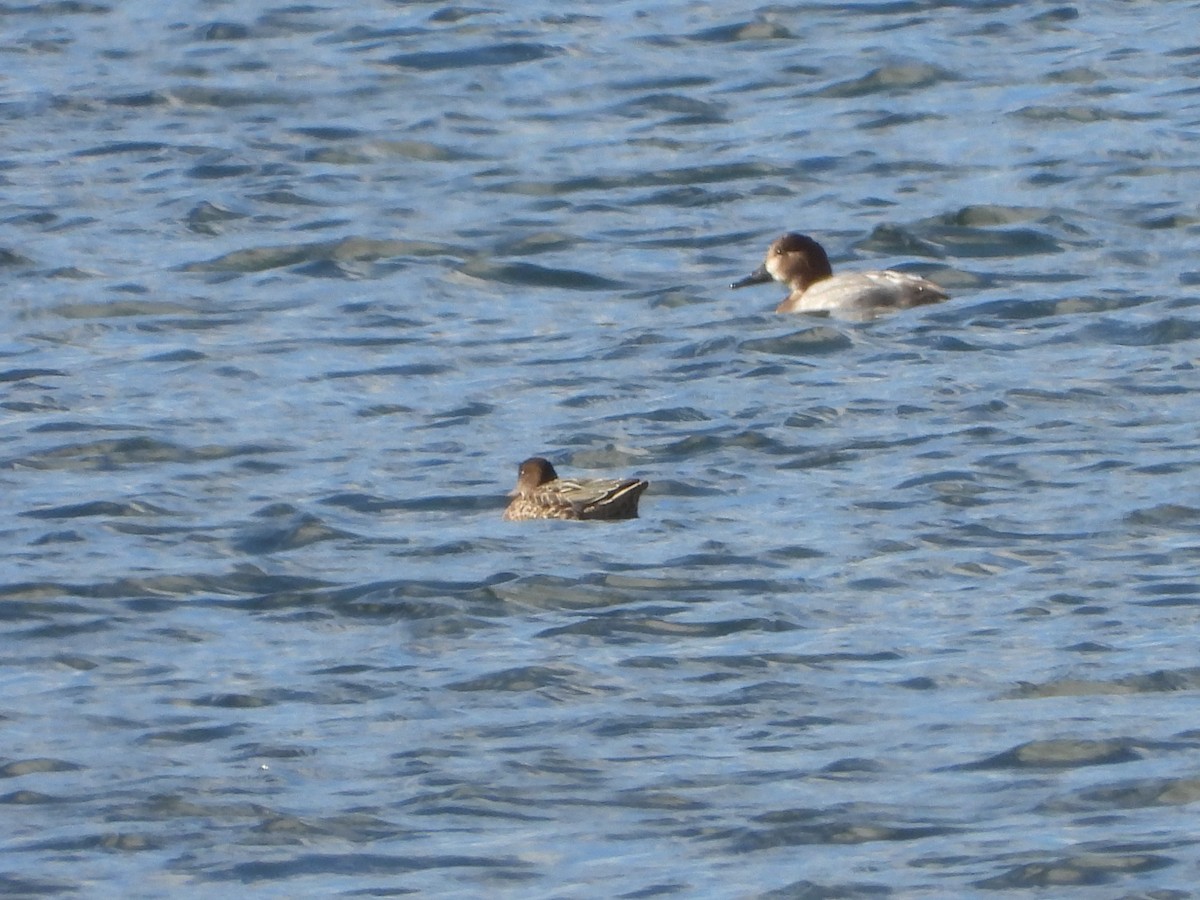 Зээрд нугас - ML645616020