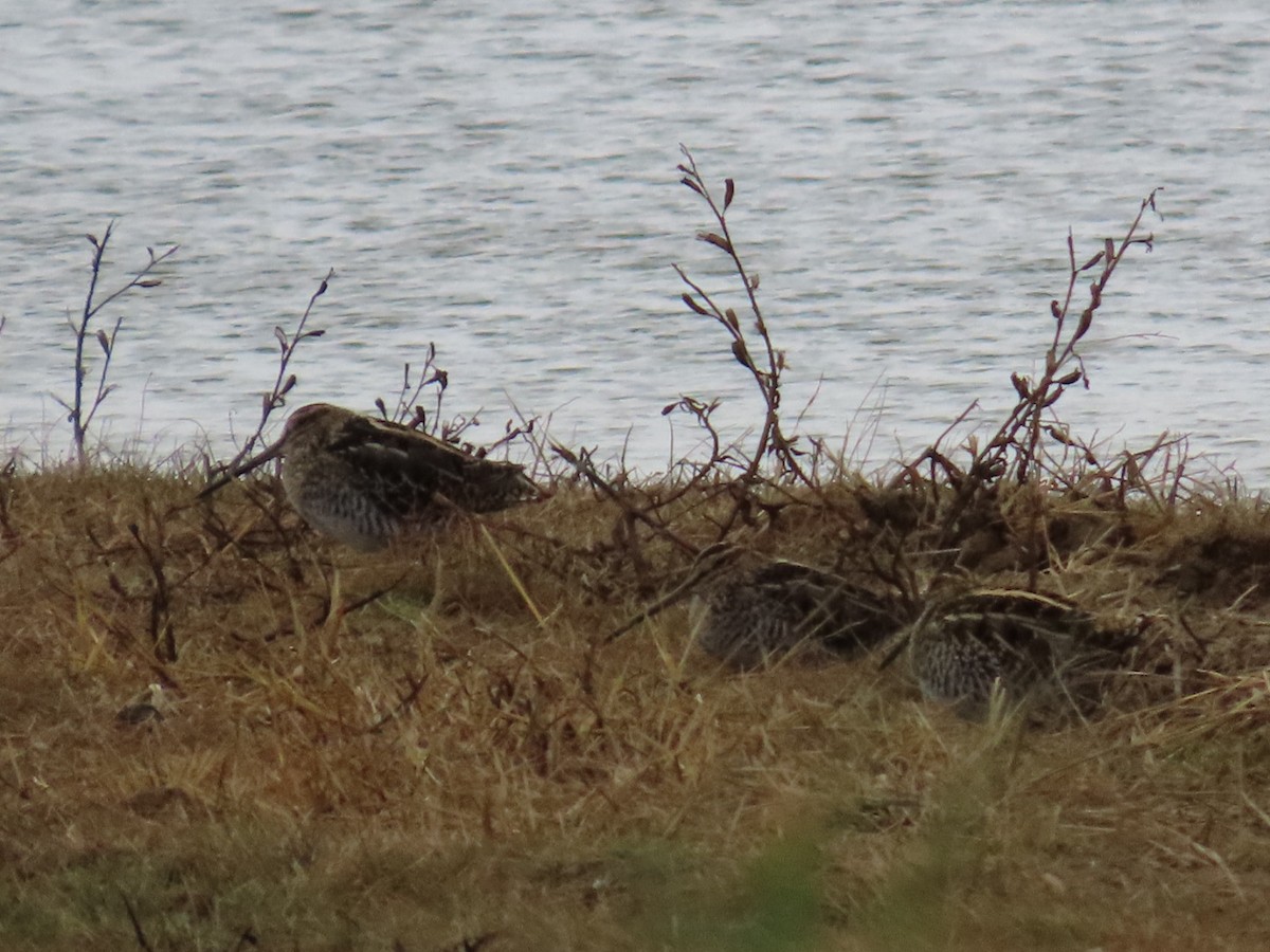 Wilson's Snipe - ML645616033