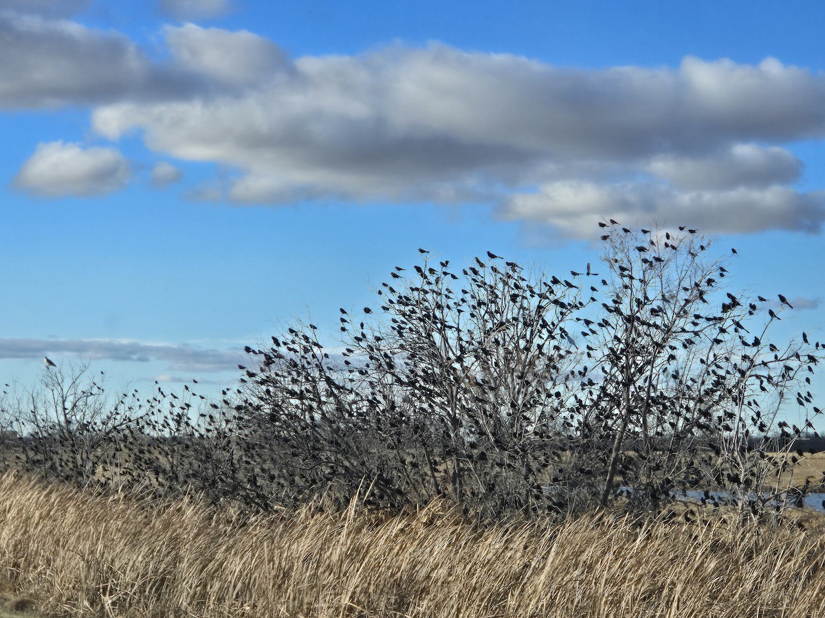 ハゴロモガラス - ML645616051