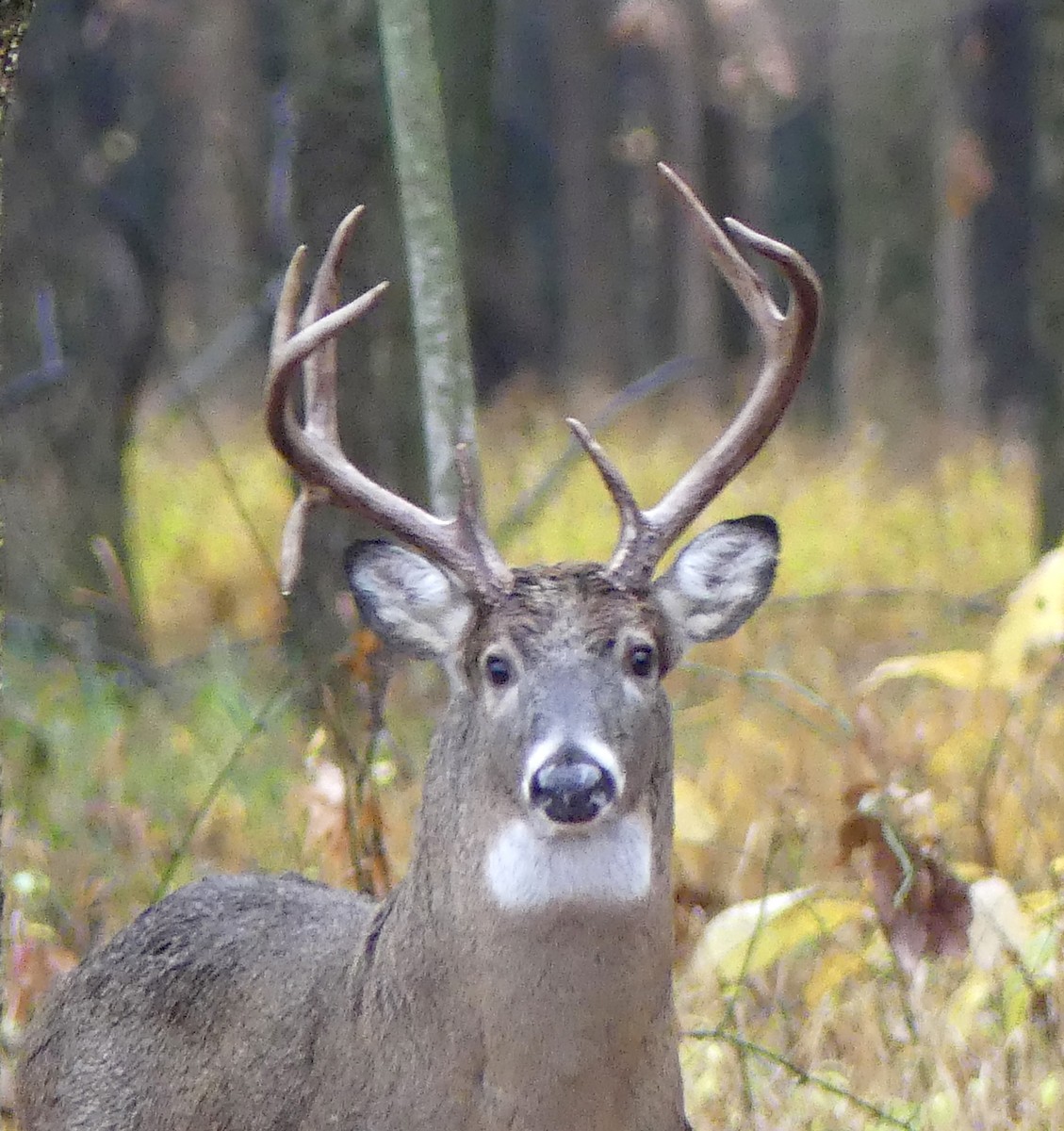 Animals - ML645616063