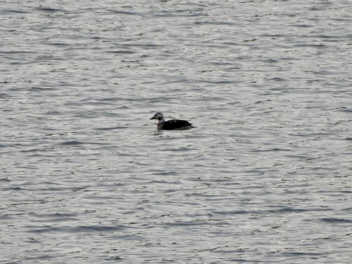 Moretta codona - ML645616076