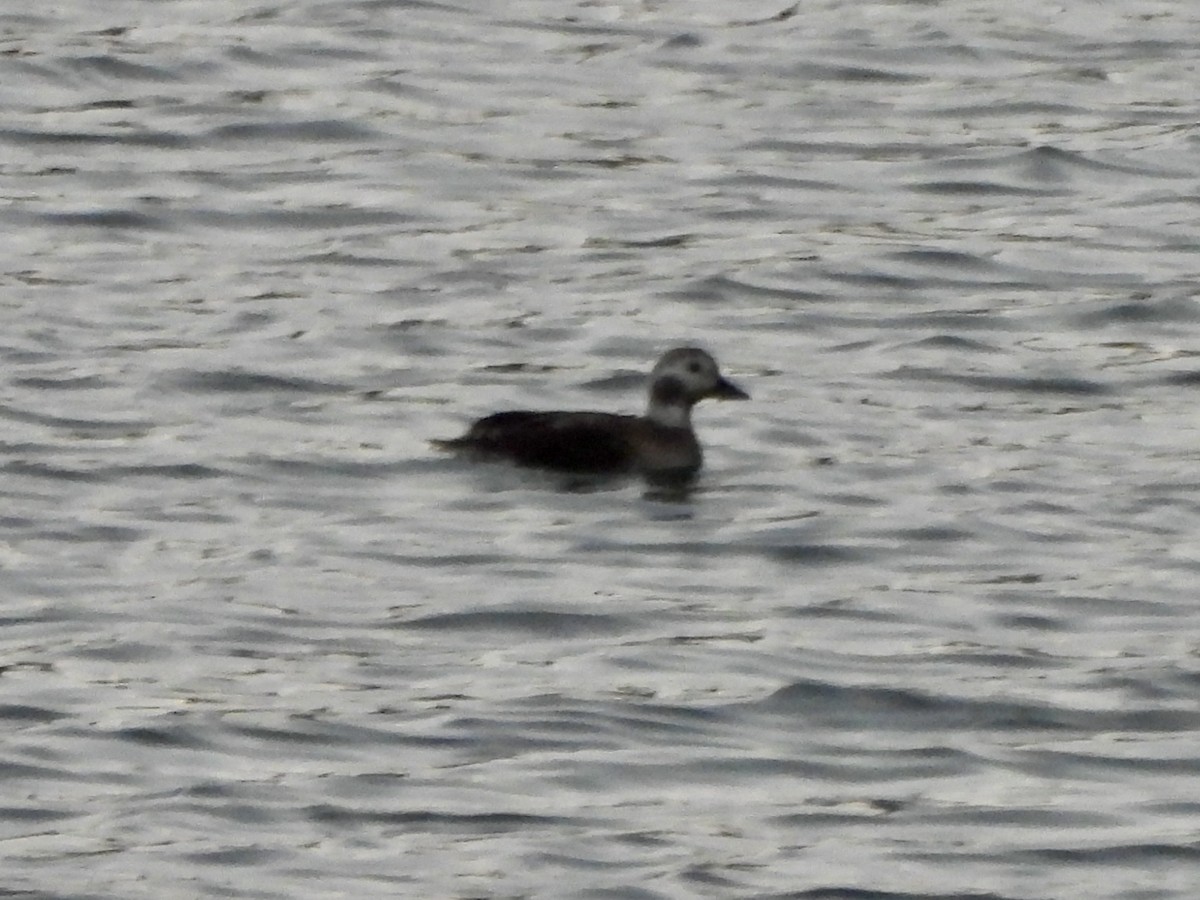 Moretta codona - ML645616077