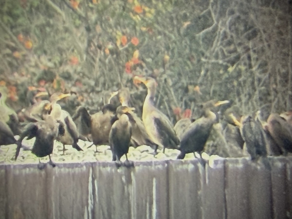 Great Cormorant - ML645616079